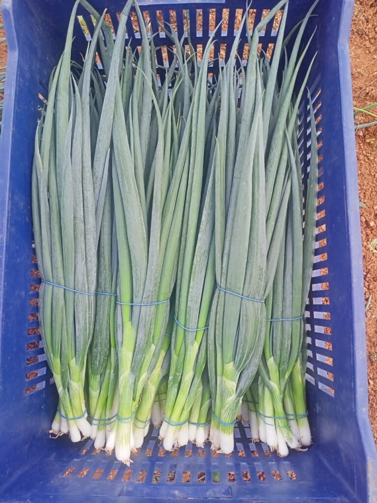 Green Onions