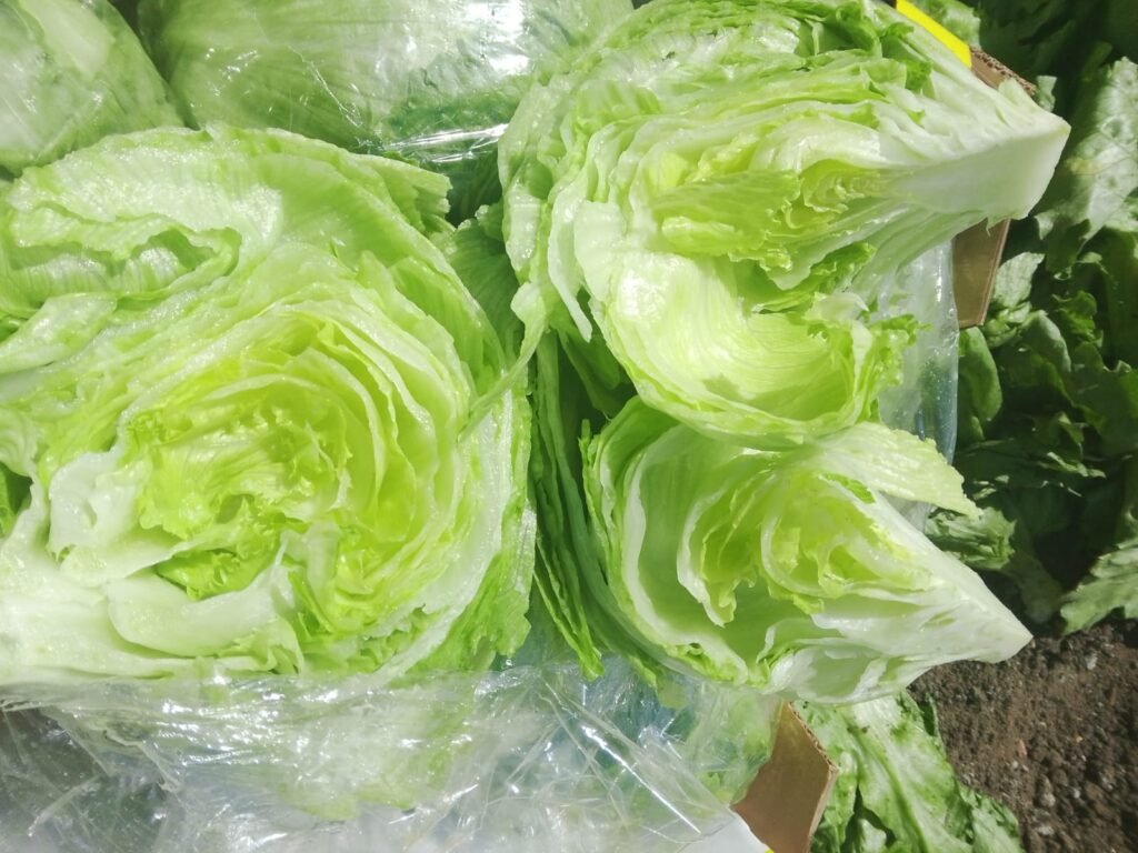 Iceberg Lettuce