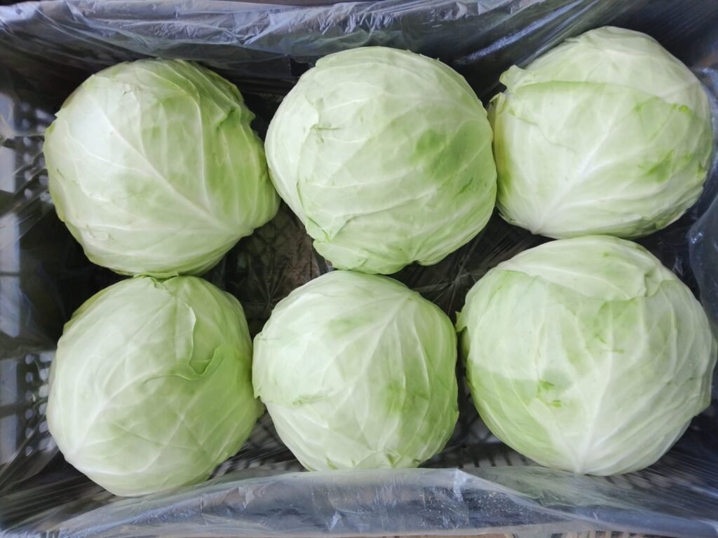White cabbage