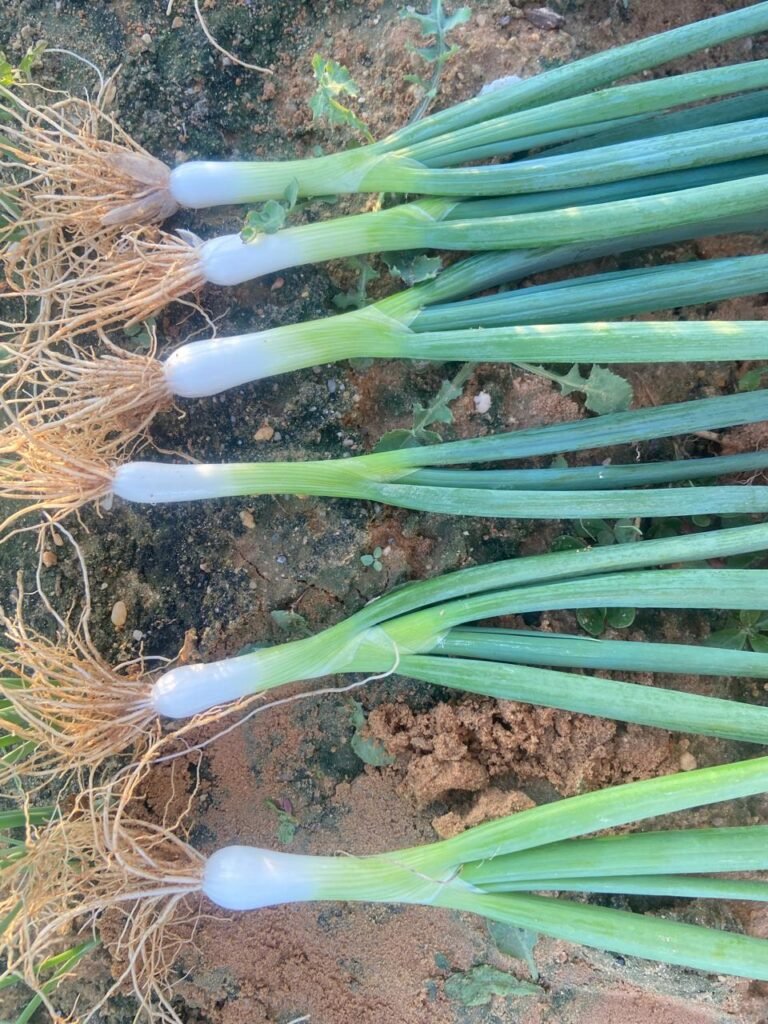 Green Onions