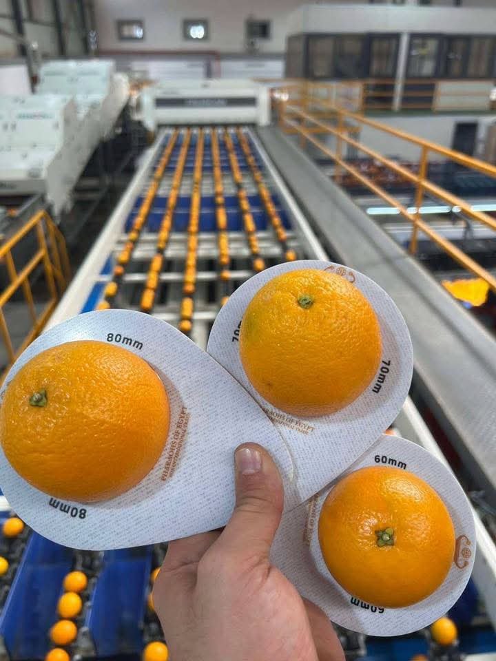 Oranges