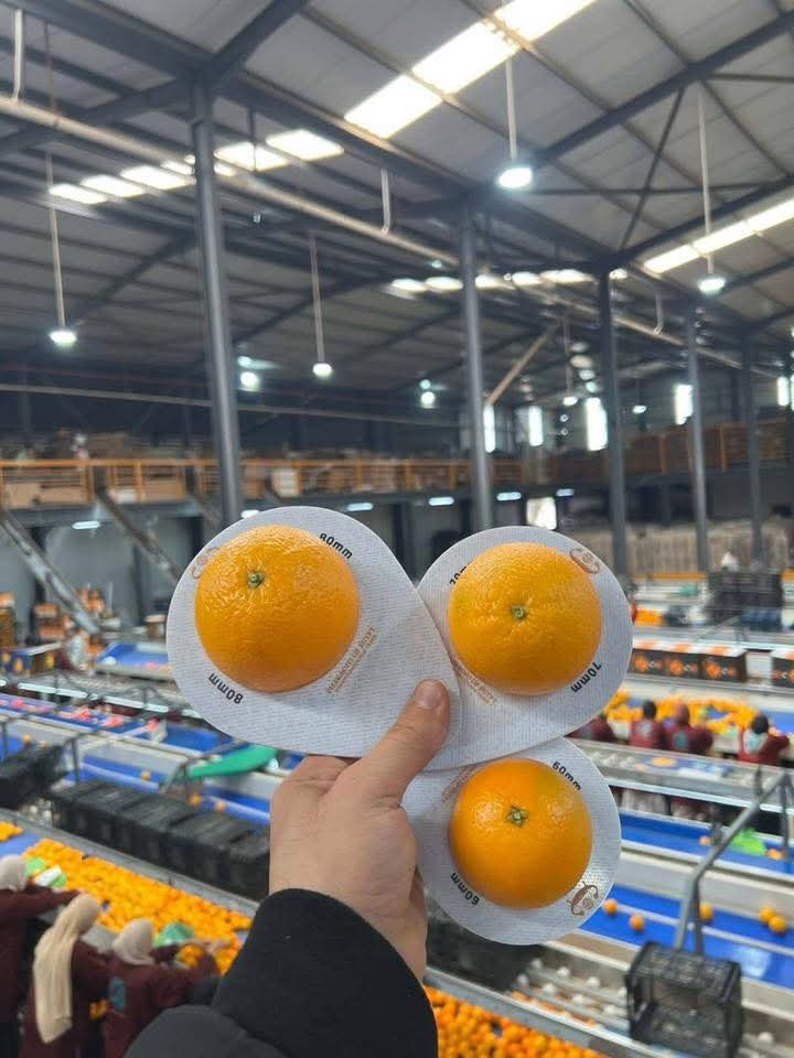 Oranges