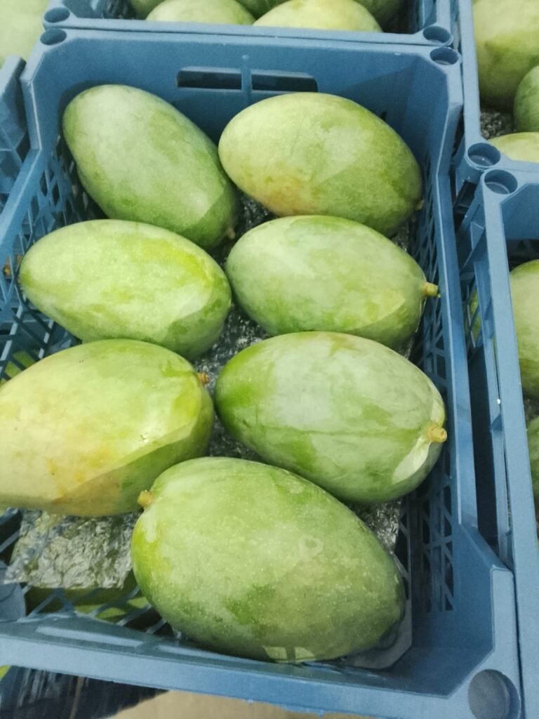 Mangoe
