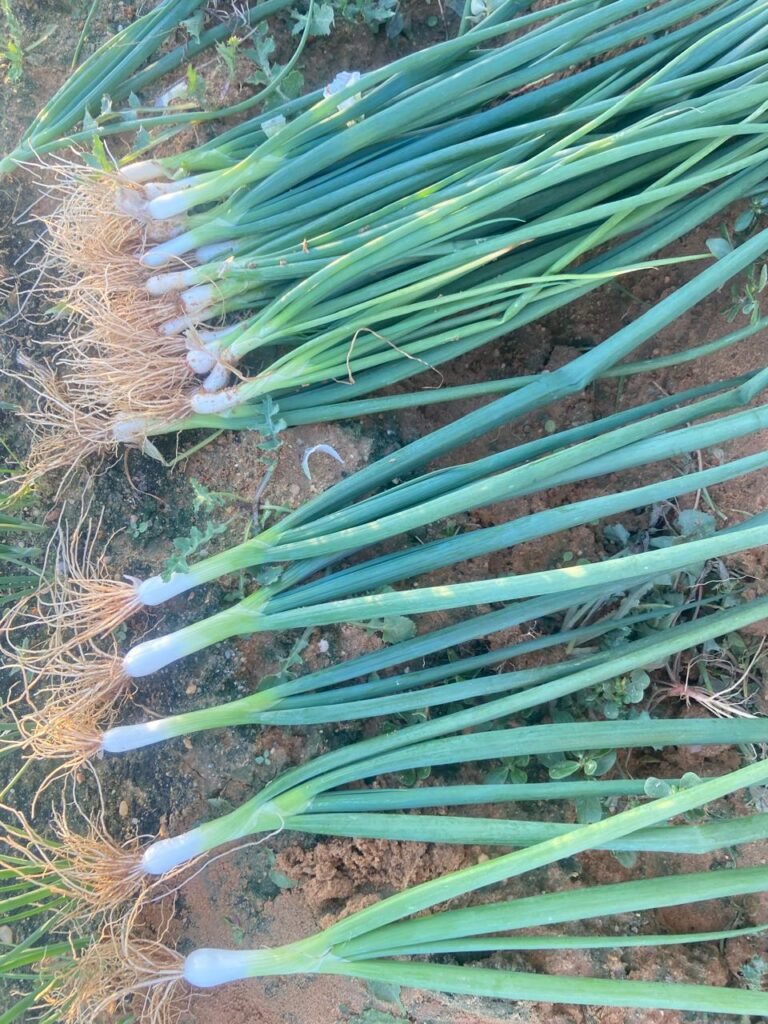 Green Onions