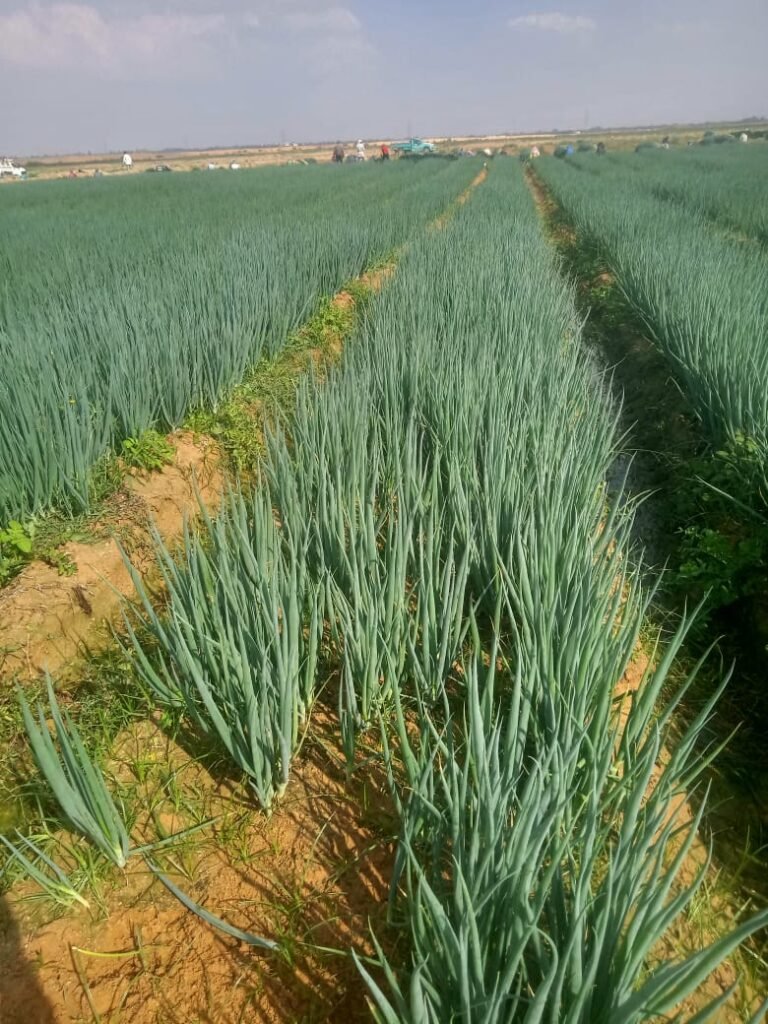 Green Onions