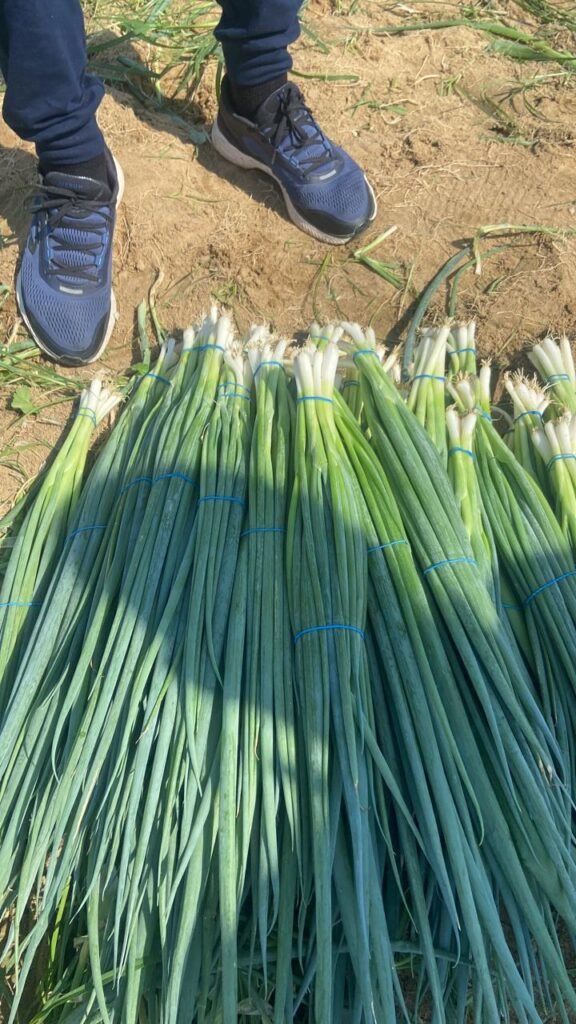 Green Onions