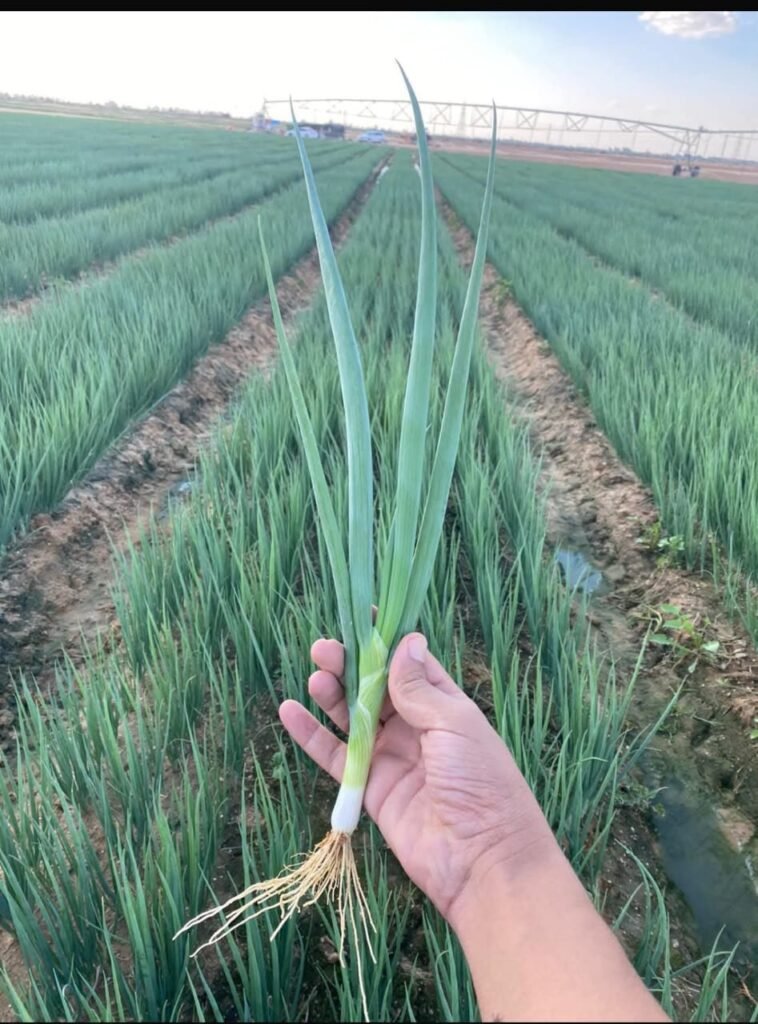 Green Onions
