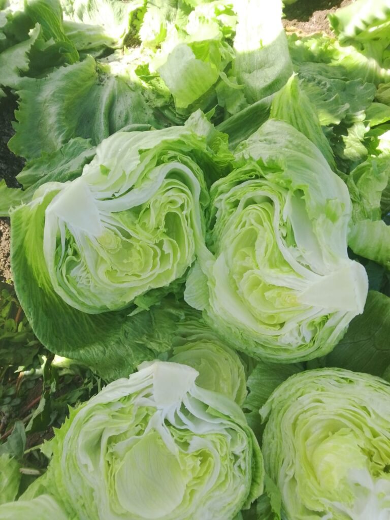 Iceberg Lettuce