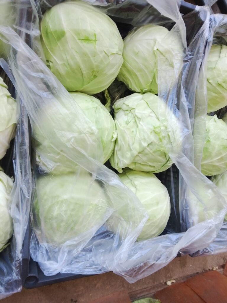 White cabbage