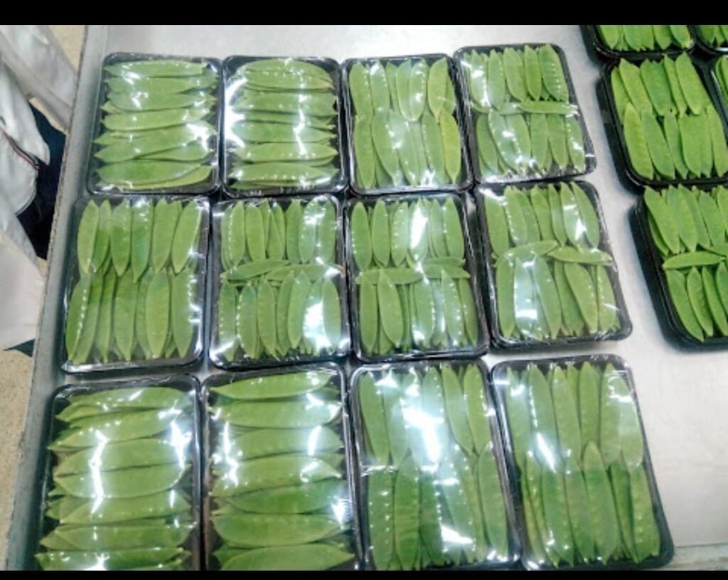 Green Beans