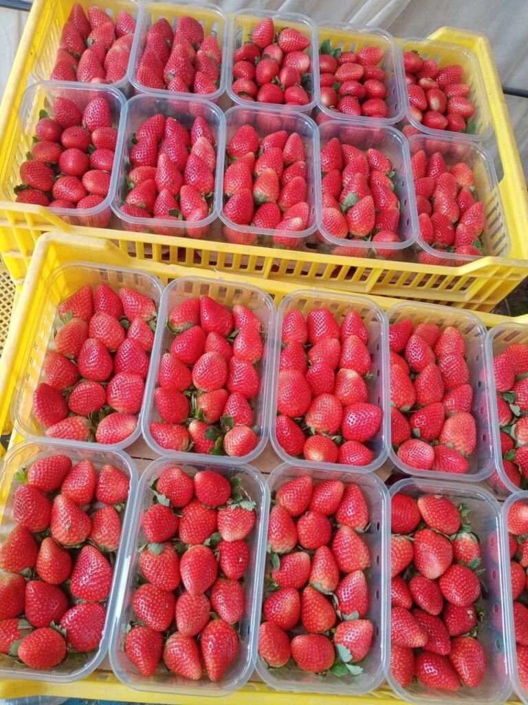Strawberries