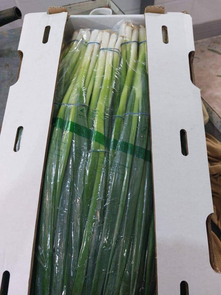 Green Onions