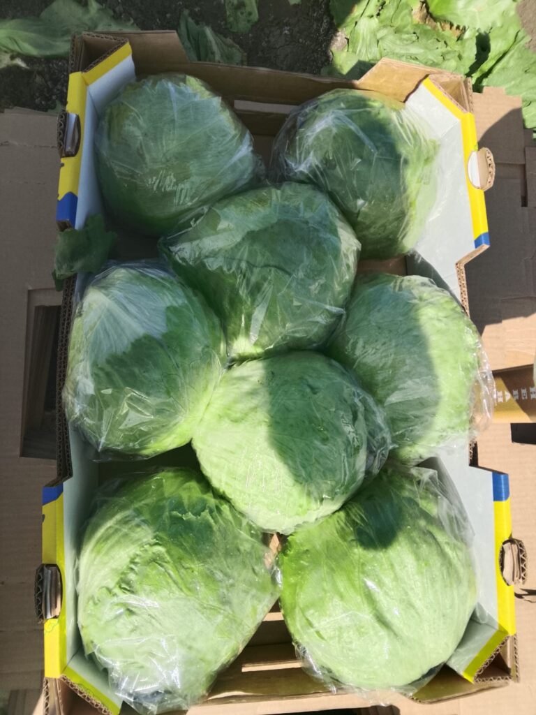 Iceberg Lettuce