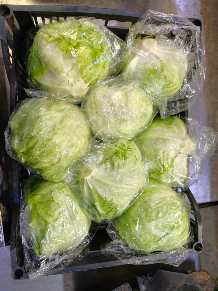 White cabbage