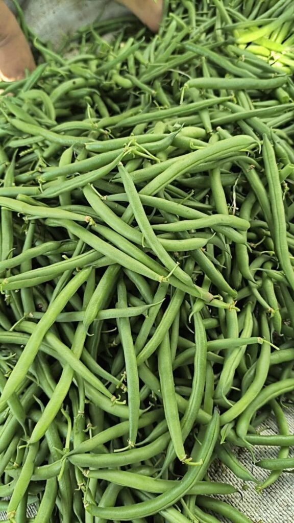 Green Beans