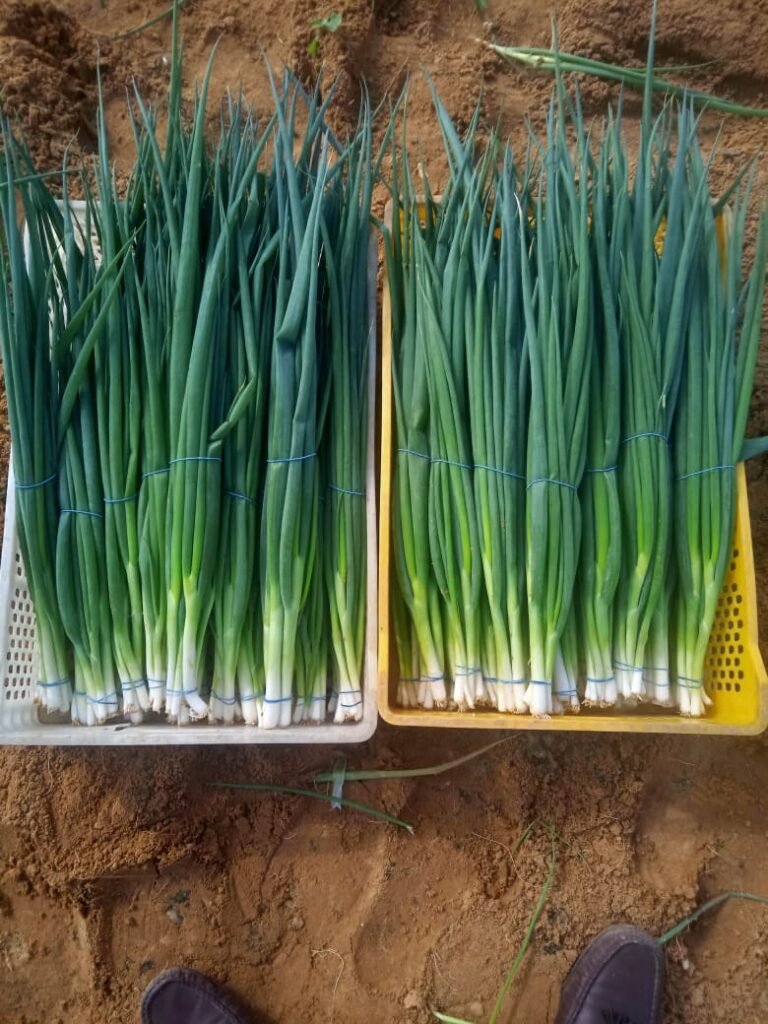 Green Onions