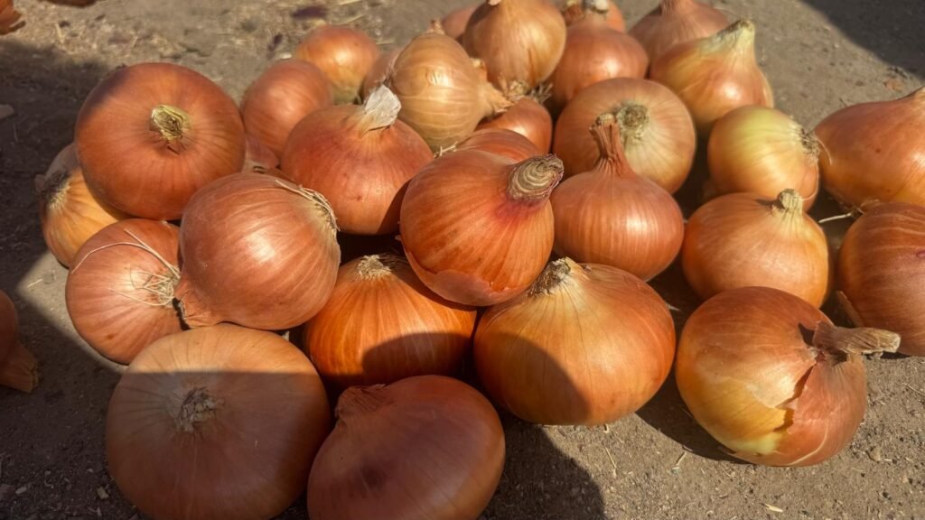 Red Onions
