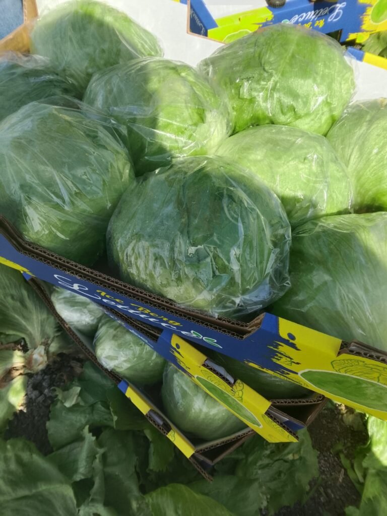 Iceberg Lettuce