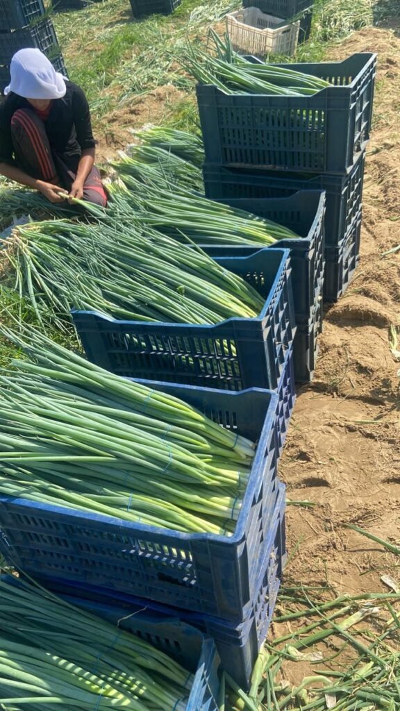 Green Onions