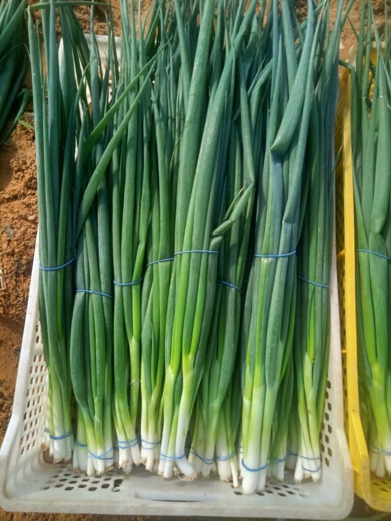 Green Onions