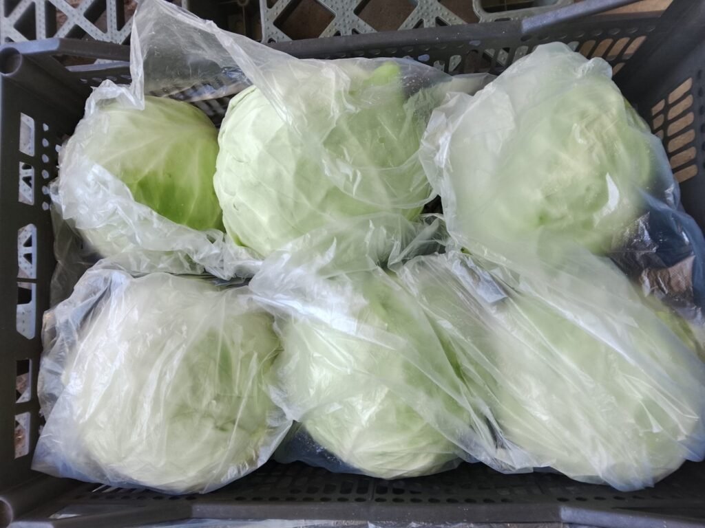 White cabbage