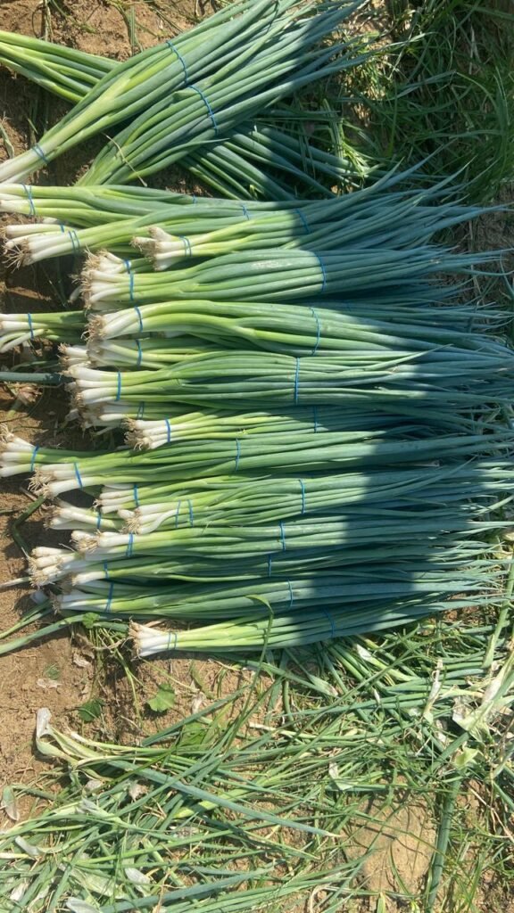 Green Onions