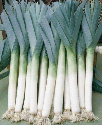 Green Onions