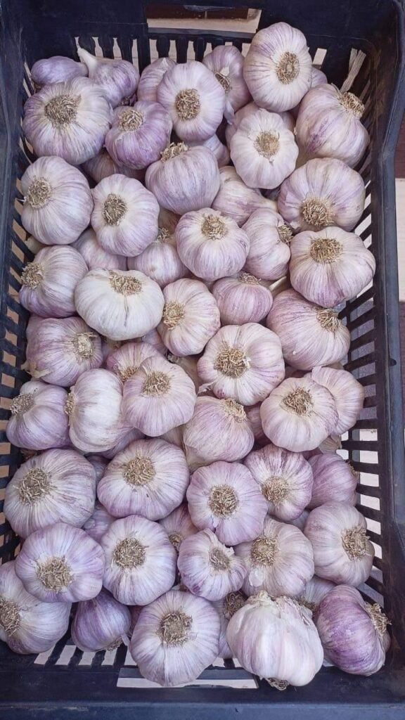 Garlic